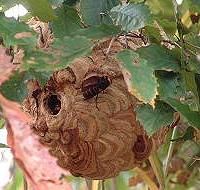富士山の森エコツアー