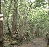 富士山の森エコツアー
