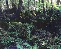 山中湖森林ツアー