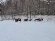 4月になり雪が降りました。